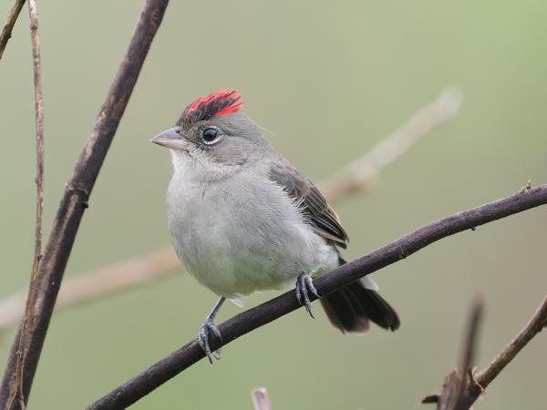 Grijze kroongors (Coryphospingus pileatus)